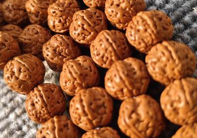 精品梅花桩五瓣小金刚菩提 精品梅花桩五瓣小金刚菩提