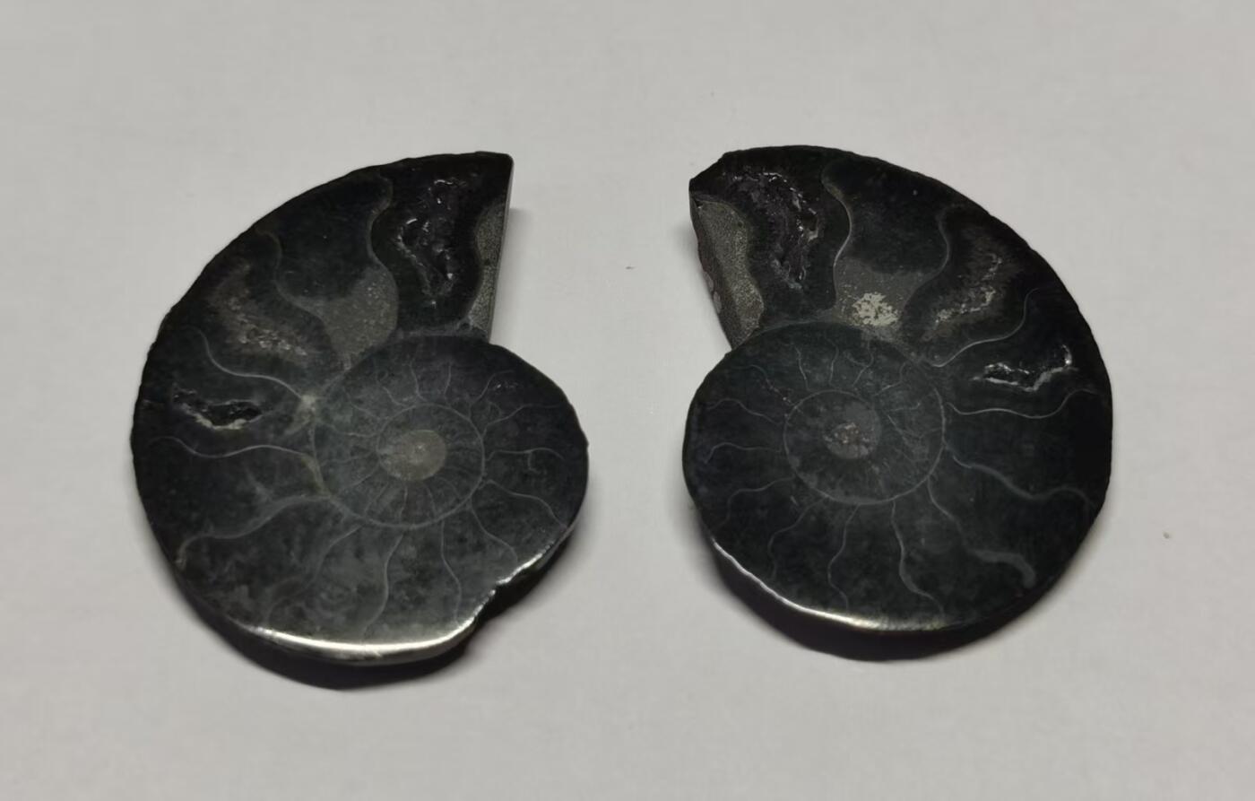 七河·世界世界币章杂件矿标化石小拍（总第38期） 藏家出品 X742（3）对开菊石化石 本件拍品由合作藏家邮寄