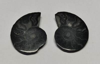 七河·世界世界币章杂件矿标化石小拍（总第38期） - 藏家出品 X742（3）对开菊石化石 本件拍品由合作藏家邮寄