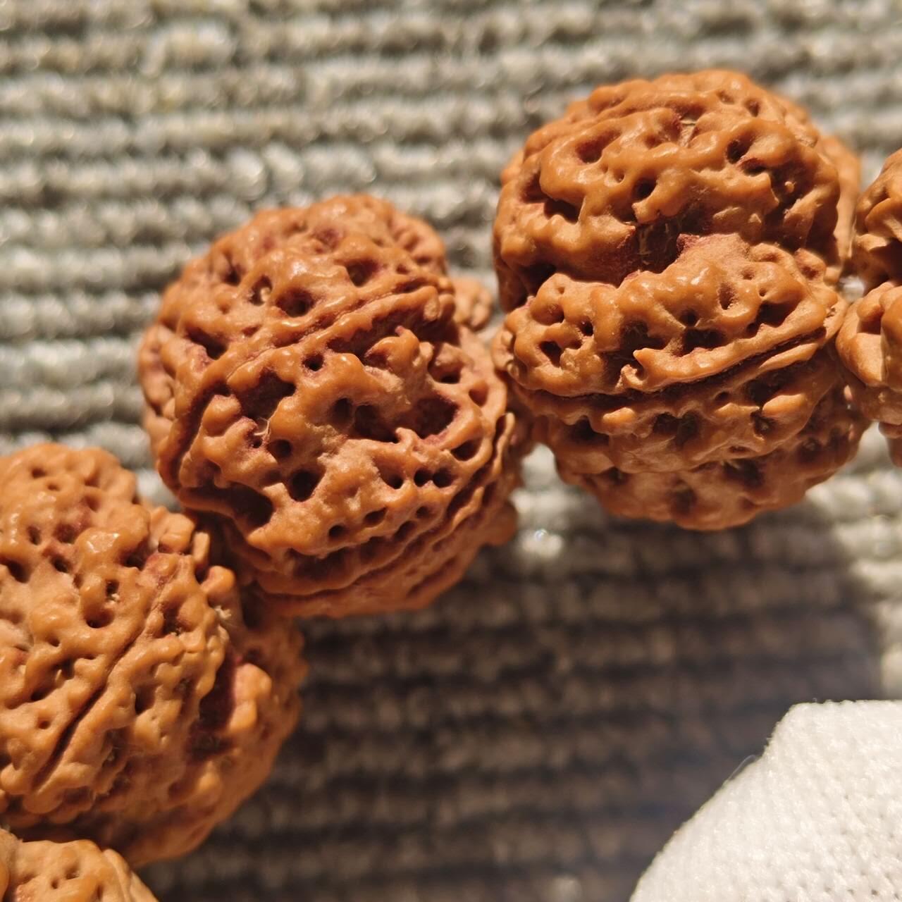 尼泊尔五瓣铁籽蜂窝大金刚