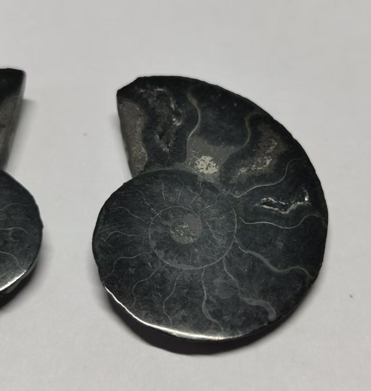 七河·世界世界币章杂件矿标化石小拍（总第38期） 藏家出品 X742（3）对开菊石化石 本件拍品由合作藏家邮寄