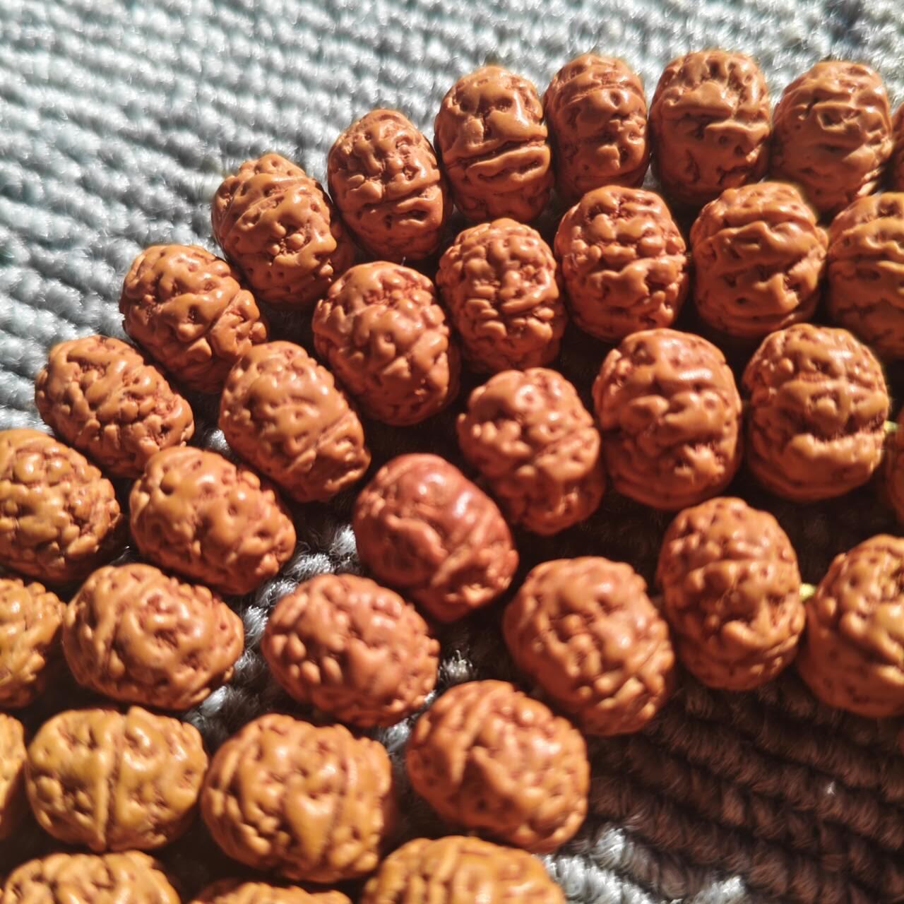 树王五瓣双龙矮桩小金刚