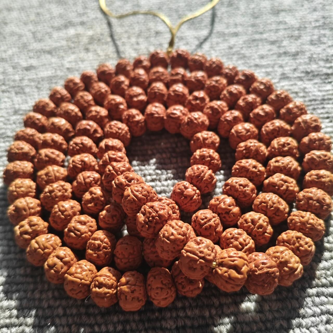 树王五瓣双龙矮桩小金刚