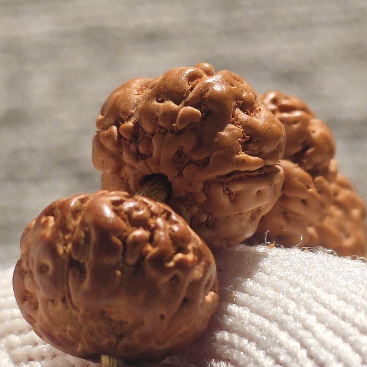 树王五瓣双龙矮桩小金刚