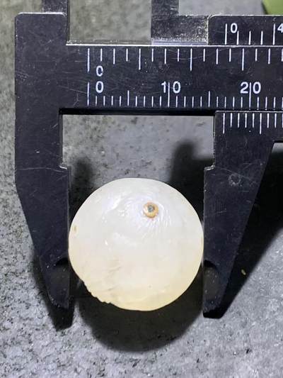 精美满冰飘亚光战国红玛瑙手工俏色巧雕喜鹊随形珠一个 精美满冰飘亚光战国红玛瑙手工俏色巧雕喜鹊随形珠一个