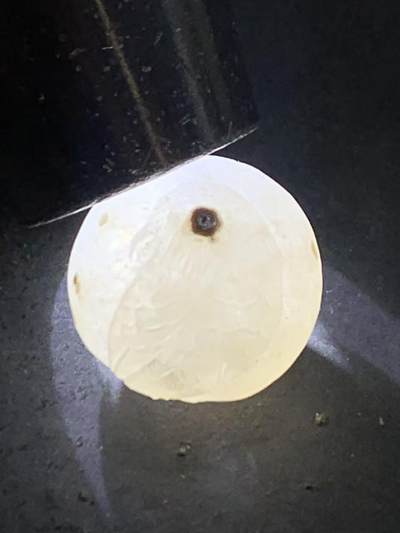 精美满冰飘亚光战国红玛瑙手工俏色巧雕喜鹊随形珠一个 精美满冰飘亚光战国红玛瑙手工俏色巧雕喜鹊随形珠一个