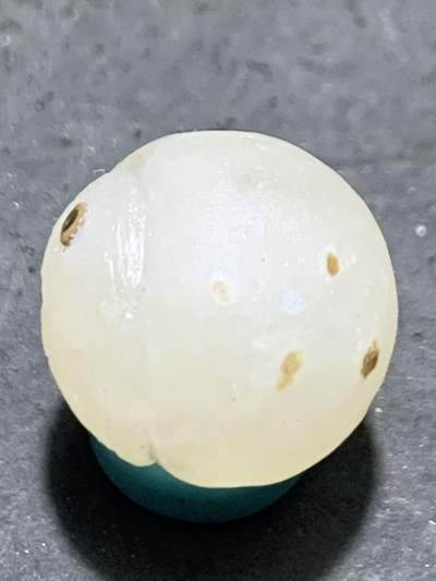 精美满冰飘亚光战国红玛瑙手工俏色巧雕喜鹊随形珠一个 精美满冰飘亚光战国红玛瑙手工俏色巧雕喜鹊随形珠一个