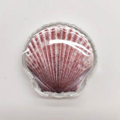 博洋堂世界钱币拍卖第162期（全场包邮） - 斐济2019年1元彩色异形精制银币 扇贝 10克999银 发行量：1万 盒证全