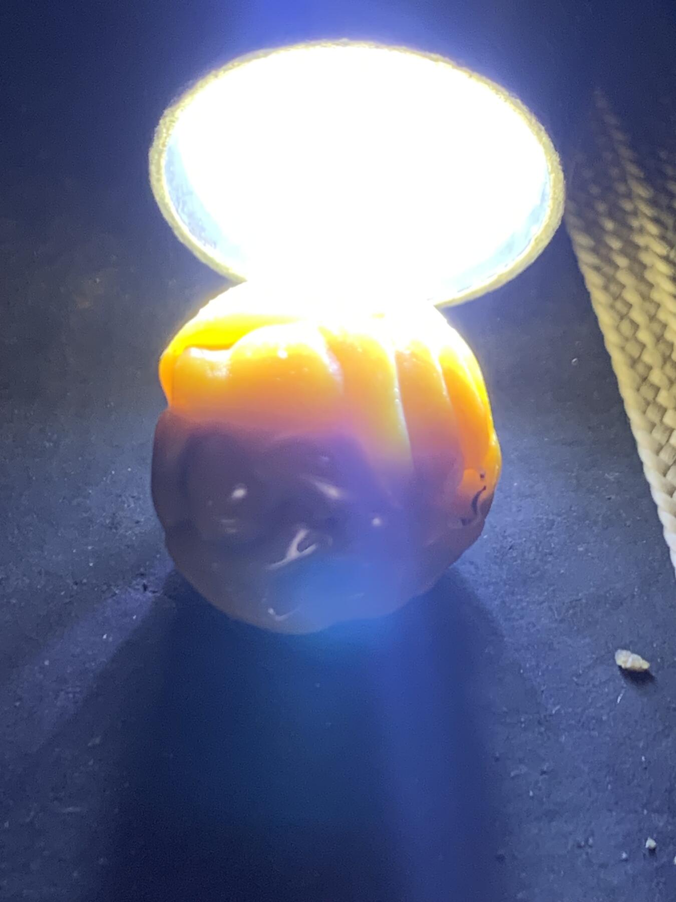 精美战国红玛瑙手工雕刻瑞兽圆珠一颗！