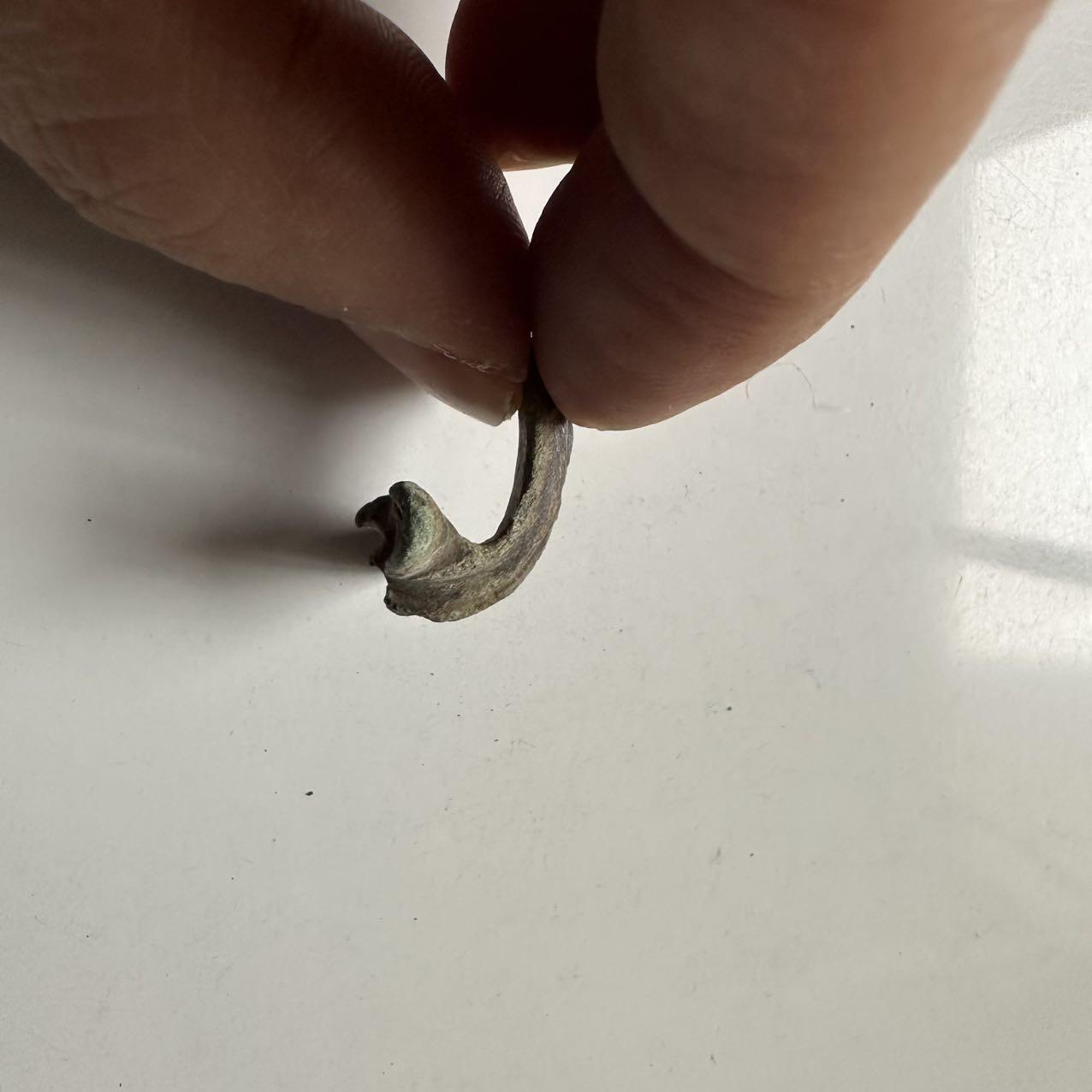 🌹外币初藏🌹🐯2026年第24场  每周二四六晚8️⃣点 接代拍 中国汉代青铜带钩残件 双兽首式 长约2.5cm 重约6g 生坑绿锈