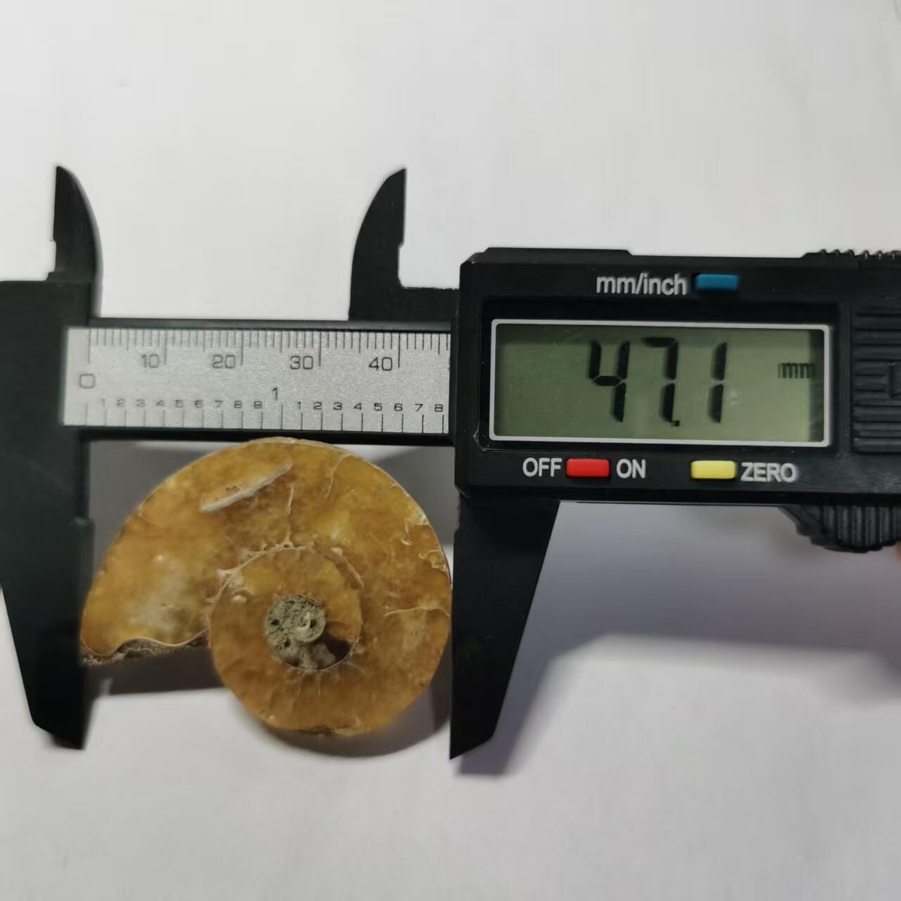 七河·世界世界币章杂件小拍（总第40期） 藏家出品 X765（4）马达加斯加中生代菊石化石切片一件 本件拍品由合作藏家邮寄