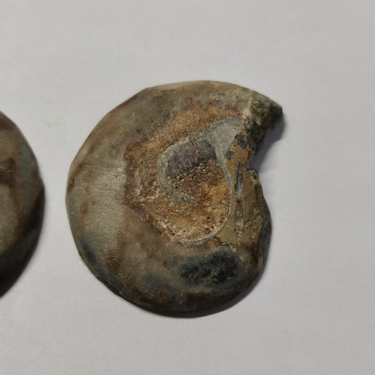 七河·世界世界币章杂件小拍（总第40期） 藏家出品X775（12）马达加斯加中生代菊石化石对开品 本件拍品由合作藏家负责邮寄