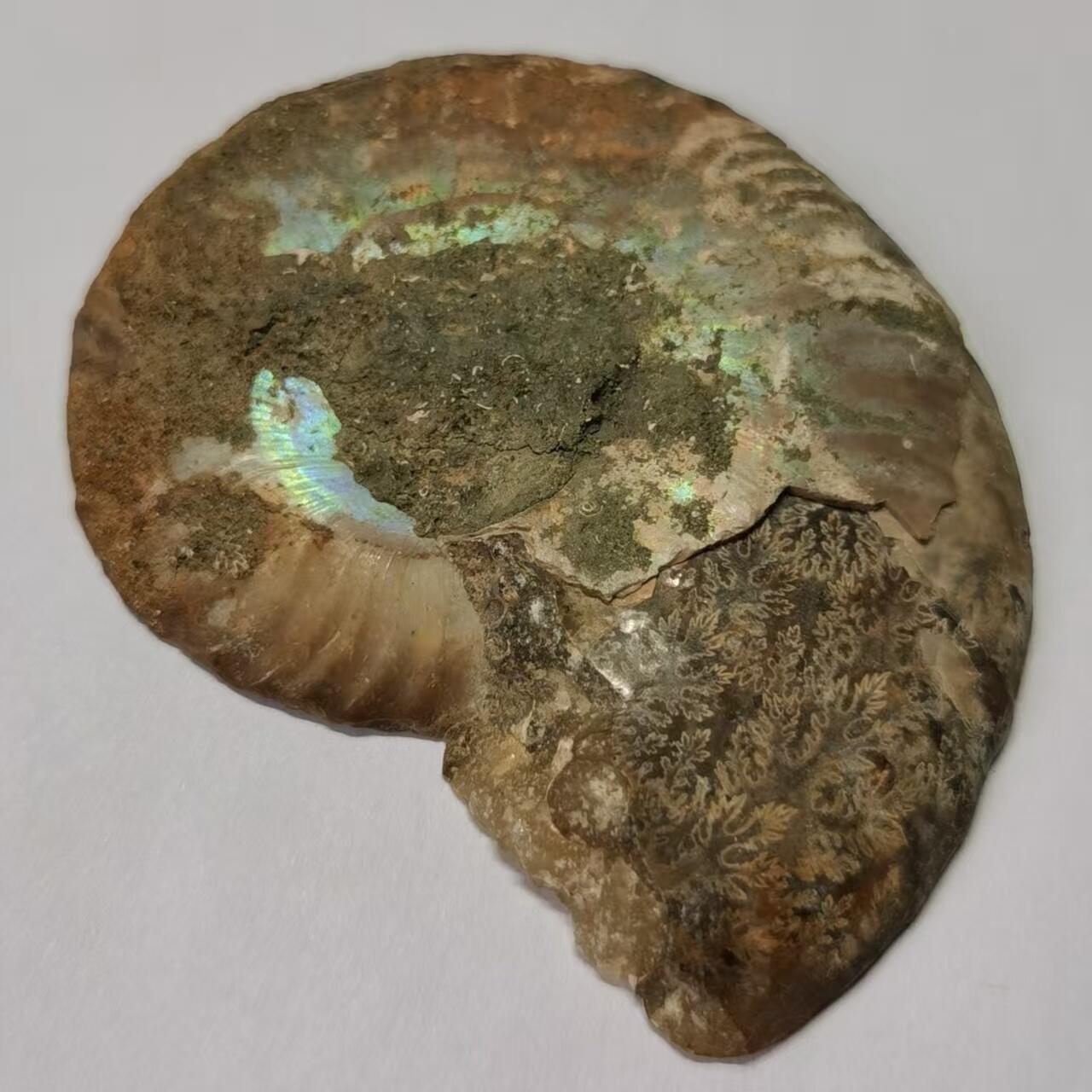 七河·世界世界币章杂件小拍（总第40期） 藏家出品 X768（4）比较大块头的 马达加斯加中生代菊石化石切片一件 本件拍品由合作藏家邮寄