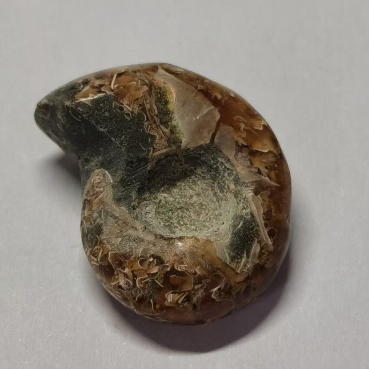 七河·世界世界币章杂件小拍（总第40期） 藏家出品X762（3）马达加斯加中生代菊石化石 本件拍品由合作藏家邮寄