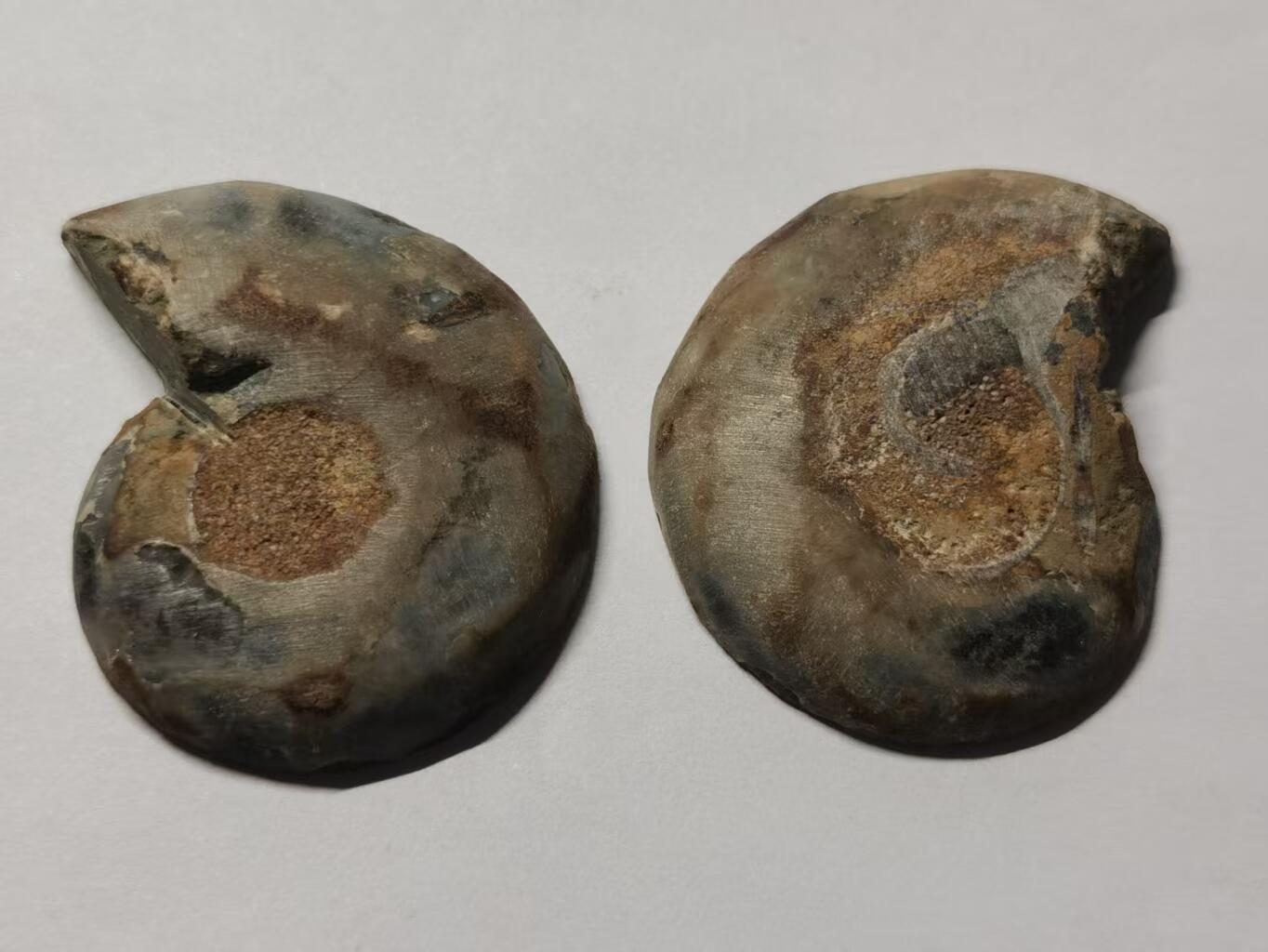 七河·世界世界币章杂件小拍（总第40期） 藏家出品X775（12）马达加斯加中生代菊石化石对开品 本件拍品由合作藏家负责邮寄