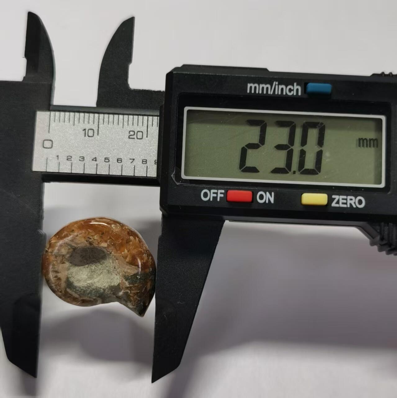 七河·世界世界币章杂件小拍（总第40期） 藏家出品X762（3）马达加斯加中生代菊石化石 本件拍品由合作藏家邮寄