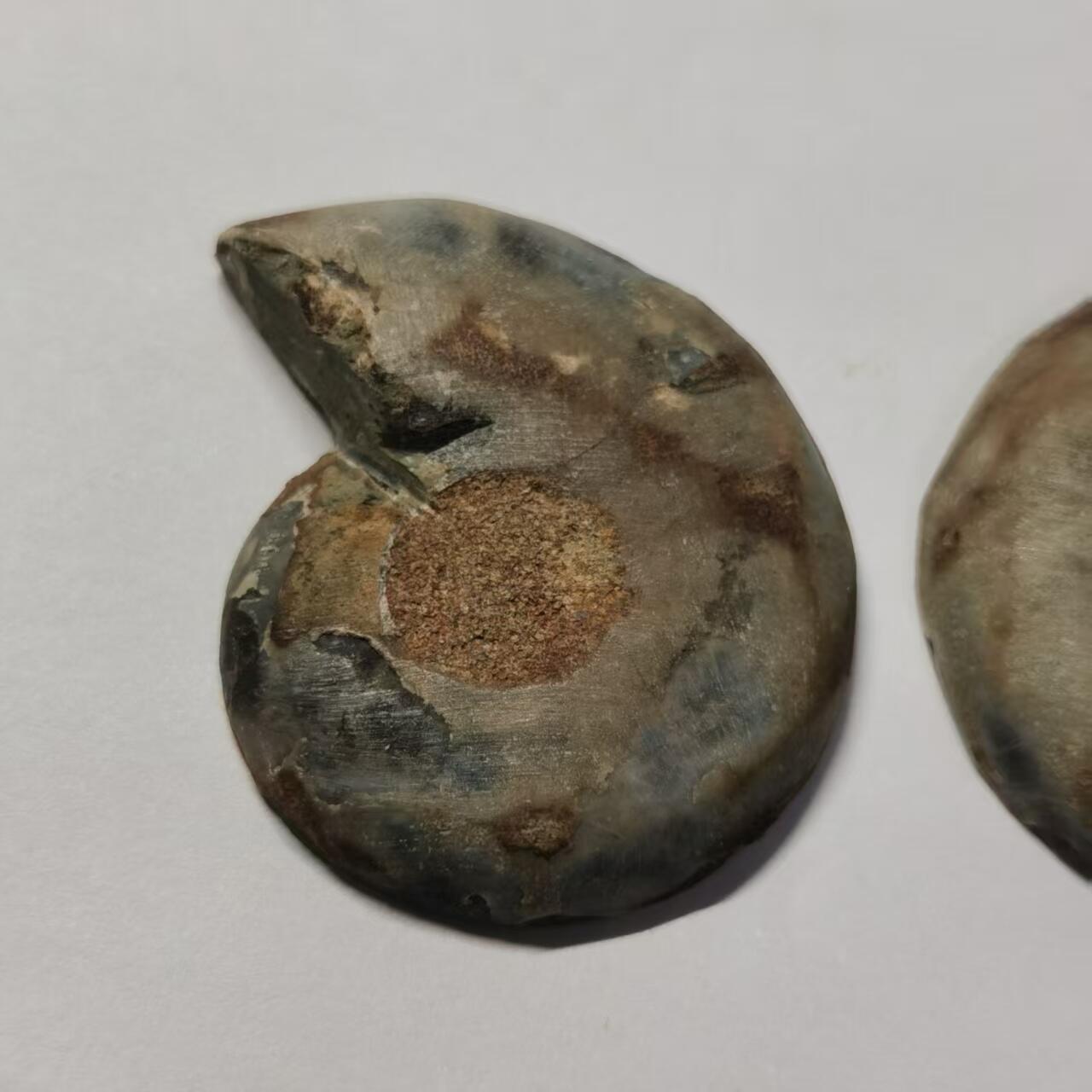 七河·世界世界币章杂件小拍（总第40期） 藏家出品X775（12）马达加斯加中生代菊石化石对开品 本件拍品由合作藏家负责邮寄