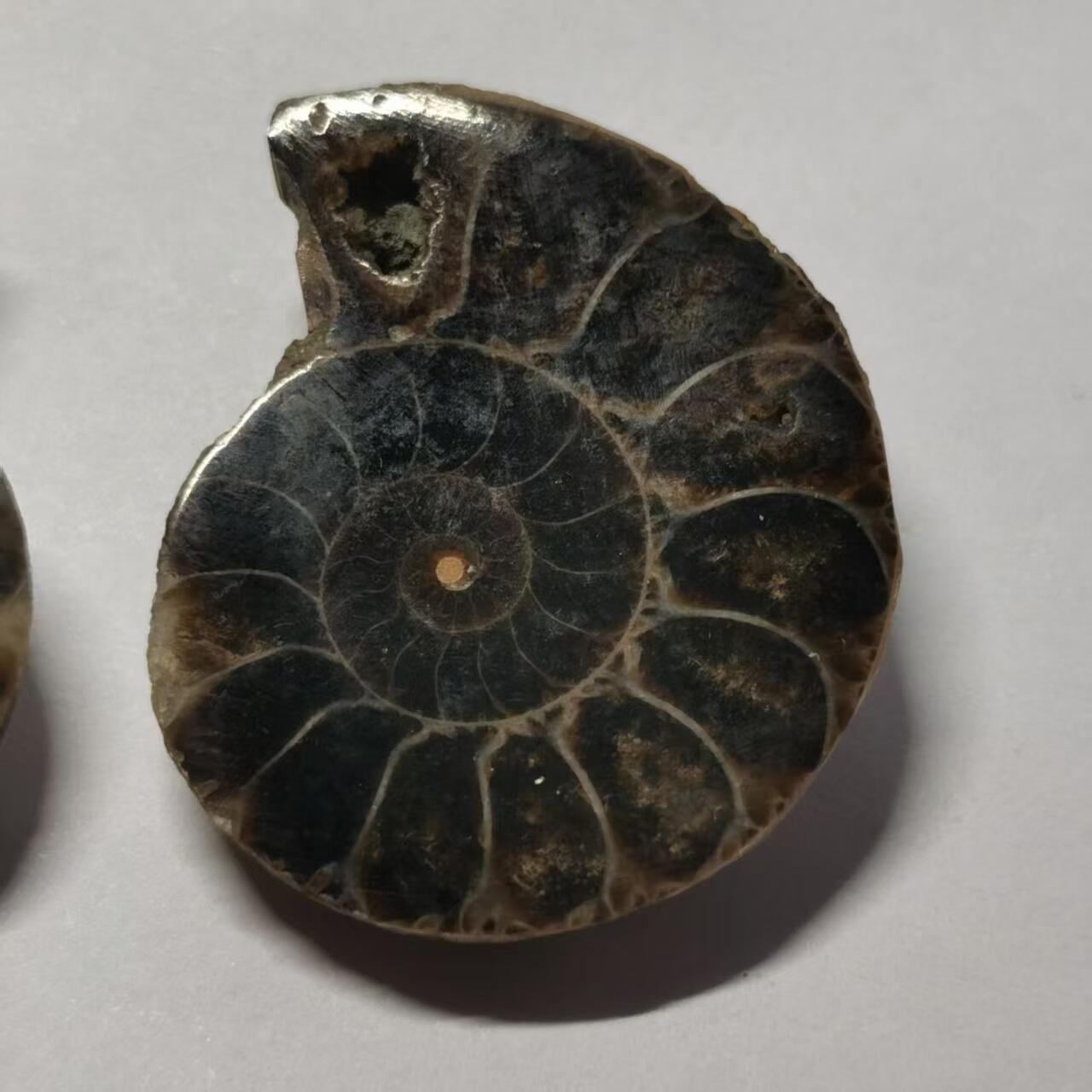 七河·世界世界币章杂件小拍（总第40期） 藏家出品X775（12）马达加斯加中生代菊石化石对开品 本件拍品由合作藏家负责邮寄