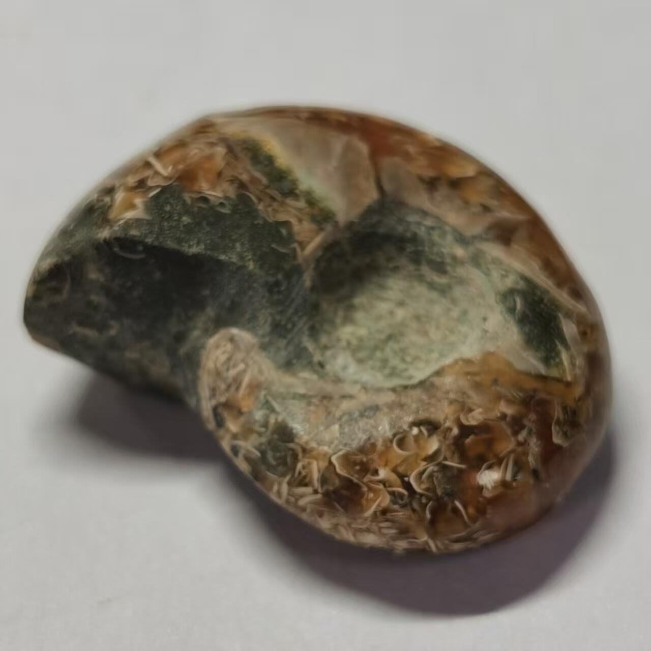 七河·世界世界币章杂件小拍（总第40期） 藏家出品X762（3）马达加斯加中生代菊石化石 本件拍品由合作藏家邮寄