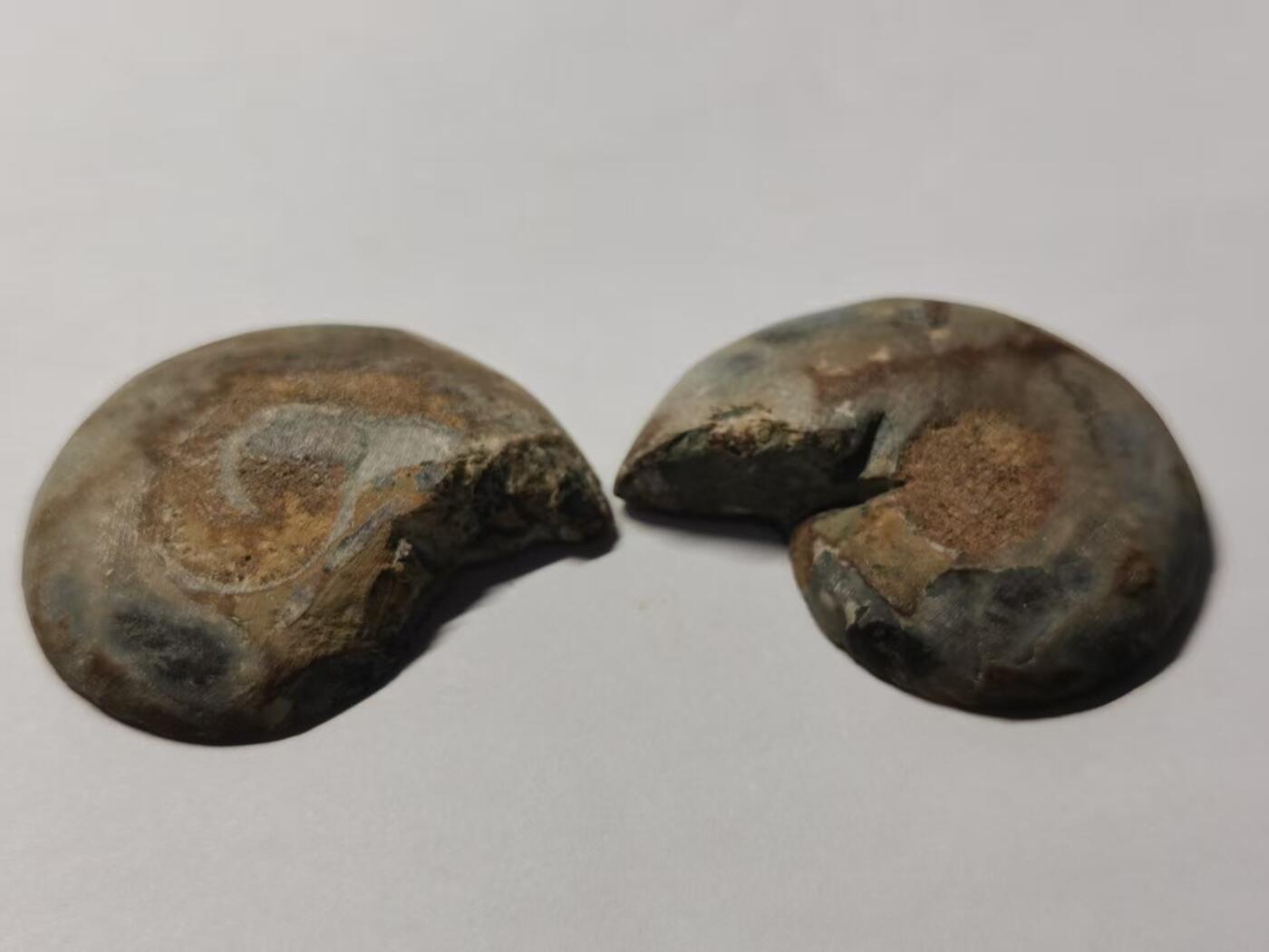 七河·世界世界币章杂件小拍（总第40期） 藏家出品X775（12）马达加斯加中生代菊石化石对开品 本件拍品由合作藏家负责邮寄