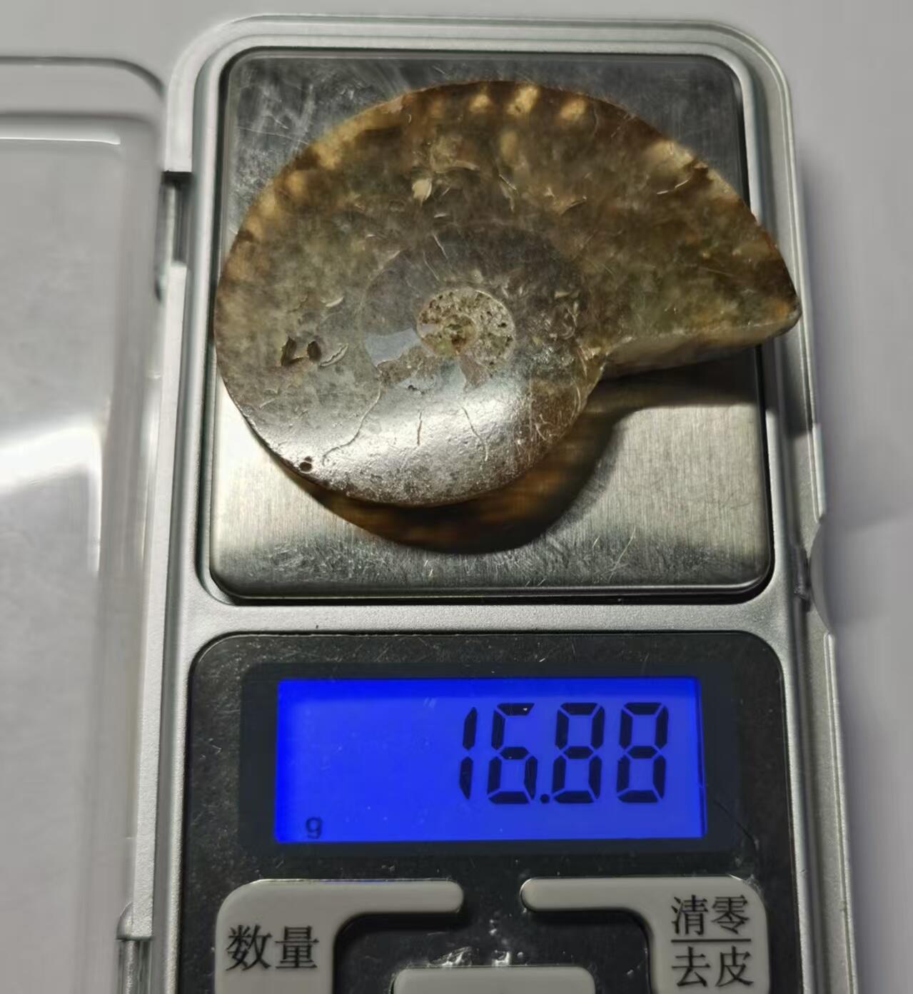 七河·世界世界币章杂件小拍（总第40期） 藏家出品 X764（4）马达加斯加中生代菊石化石切片一件 本件拍品由合作藏家邮寄