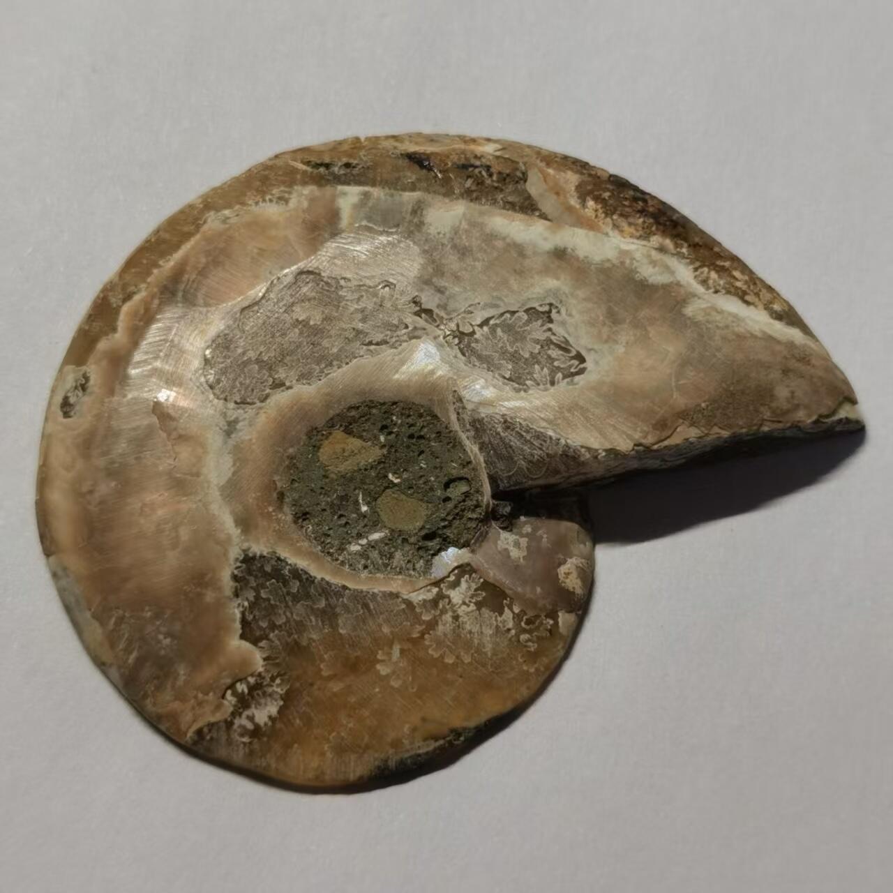 七河·世界世界币章杂件小拍（总第40期） 藏家出品 X765（4）马达加斯加中生代菊石化石切片一件 本件拍品由合作藏家邮寄