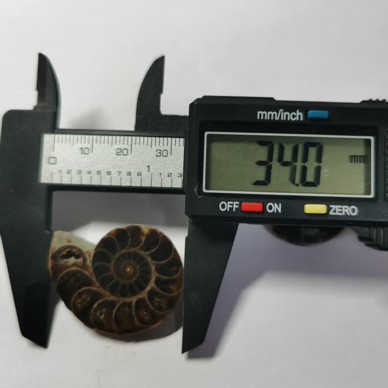 七河·世界世界币章杂件小拍（总第40期） 藏家出品X775（12）马达加斯加中生代菊石化石对开品 本件拍品由合作藏家负责邮寄