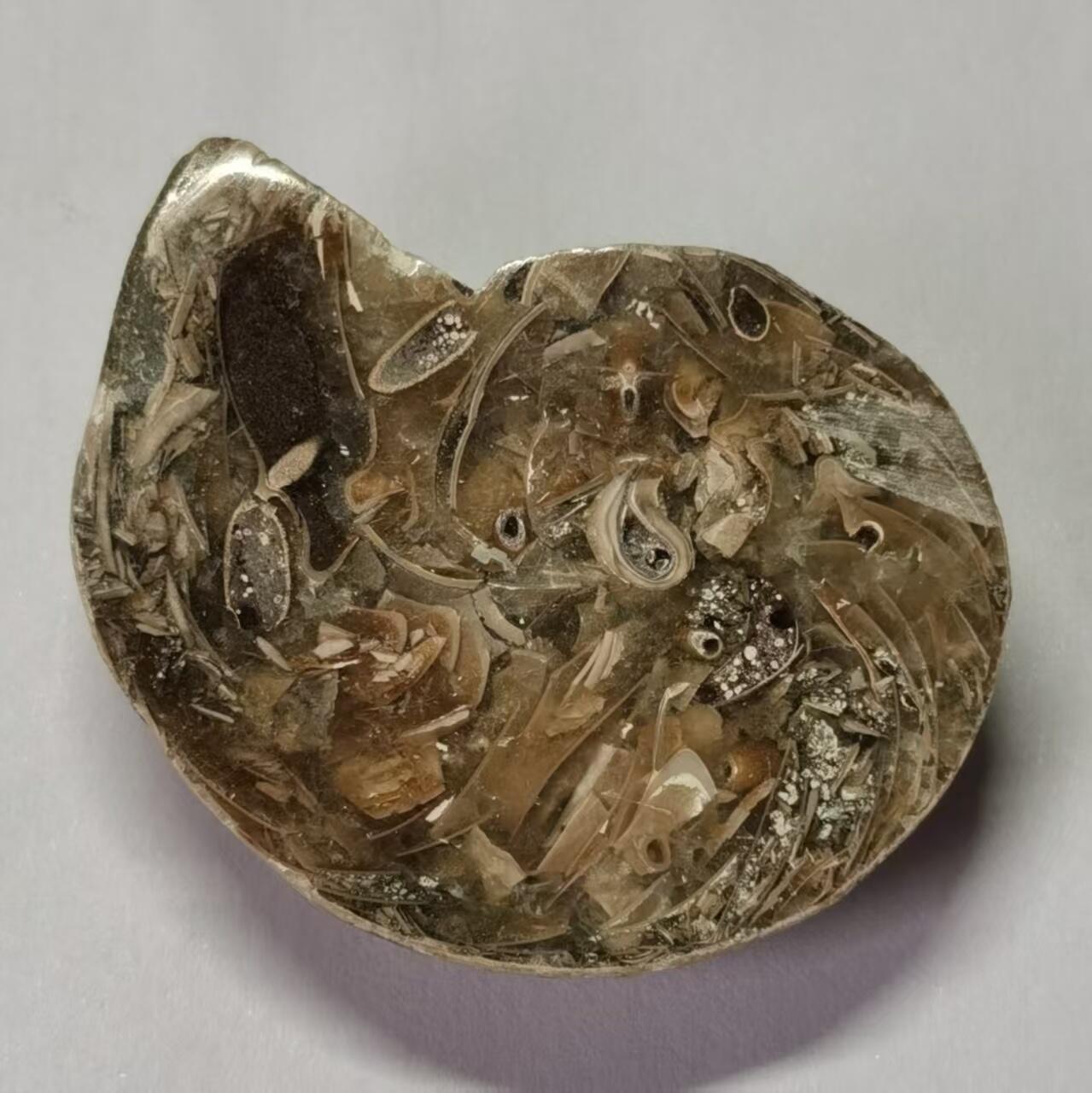 七河·世界世界币章杂件小拍（总第40期） 藏家出品 X767（4）马达加斯加中生代菊石化石切片一件 本件拍品由合作藏家邮寄