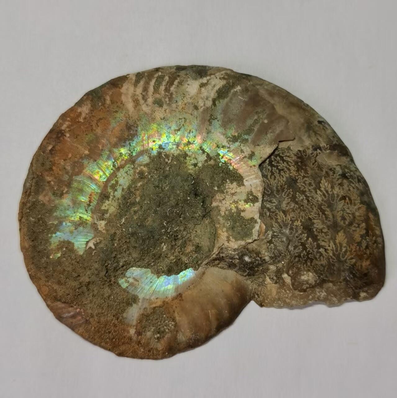 七河·世界世界币章杂件小拍（总第40期） 藏家出品 X768（4）比较大块头的 马达加斯加中生代菊石化石切片一件 本件拍品由合作藏家邮寄