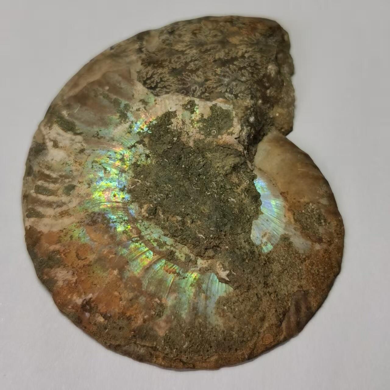 七河·世界世界币章杂件小拍（总第40期） 藏家出品 X768（4）比较大块头的 马达加斯加中生代菊石化石切片一件 本件拍品由合作藏家邮寄