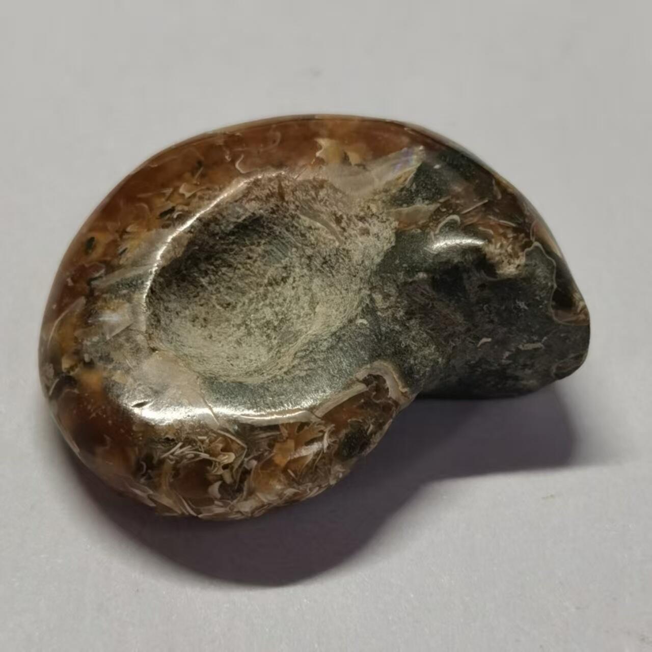 七河·世界世界币章杂件小拍（总第40期） 藏家出品X762（3）马达加斯加中生代菊石化石 本件拍品由合作藏家邮寄