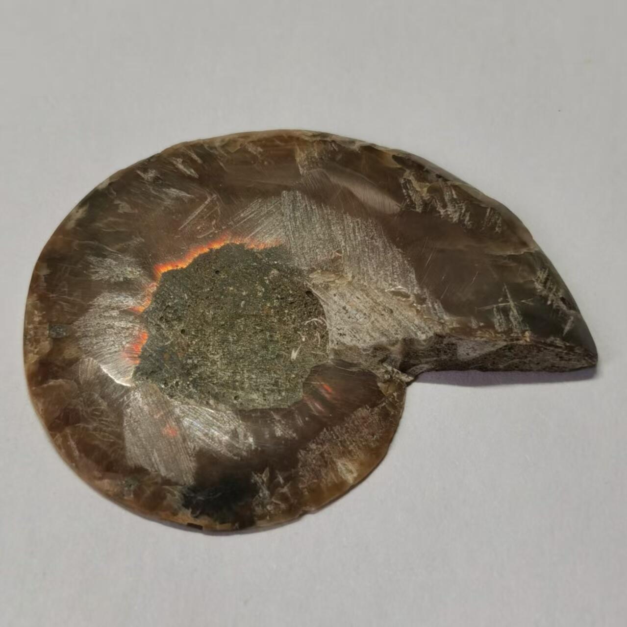 七河·世界世界币章杂件小拍（总第40期） 藏家出品 X766（4）马达加斯加中生代菊石化石切片一件 本件拍品由合作藏家邮寄