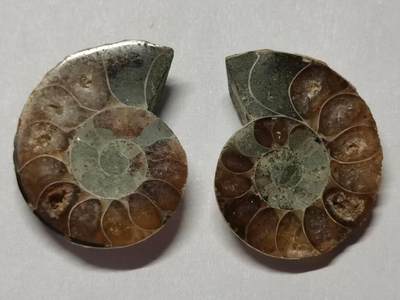 七河·世界世界币章杂件小拍（总第40期） - 藏家出品X761（5）马达加斯加中生代菊石化石对开 本件拍品由合作藏家邮寄