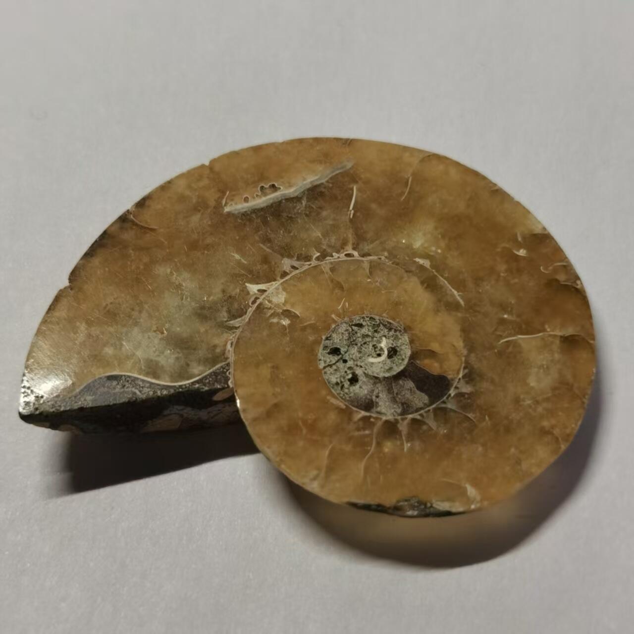 七河·世界世界币章杂件小拍（总第40期） 藏家出品 X765（4）马达加斯加中生代菊石化石切片一件 本件拍品由合作藏家邮寄