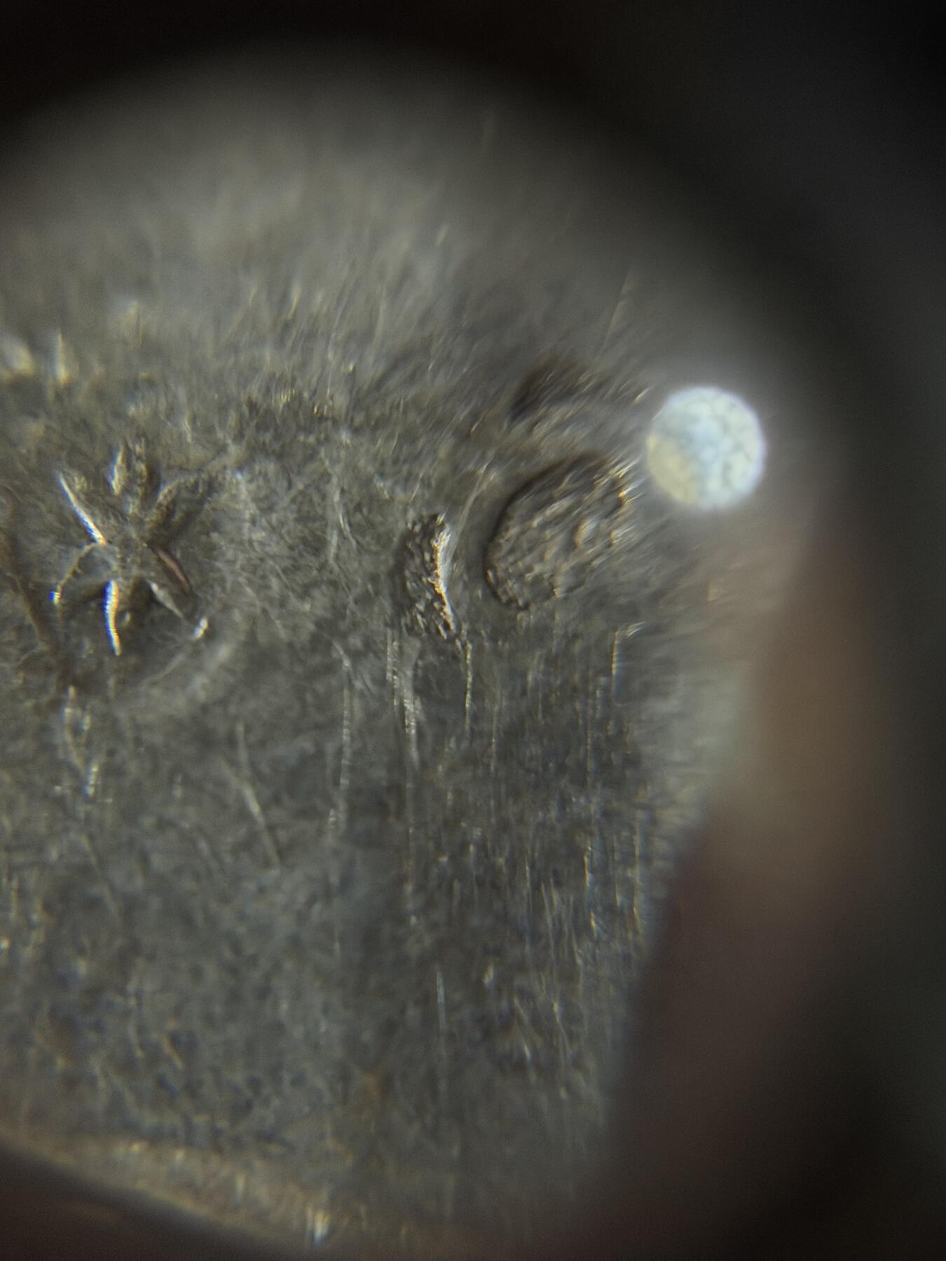 海外回流精品专场（五） 法国回流19世纪纯银摆件（尺寸：5.2vm，3.3cm，19.9g）