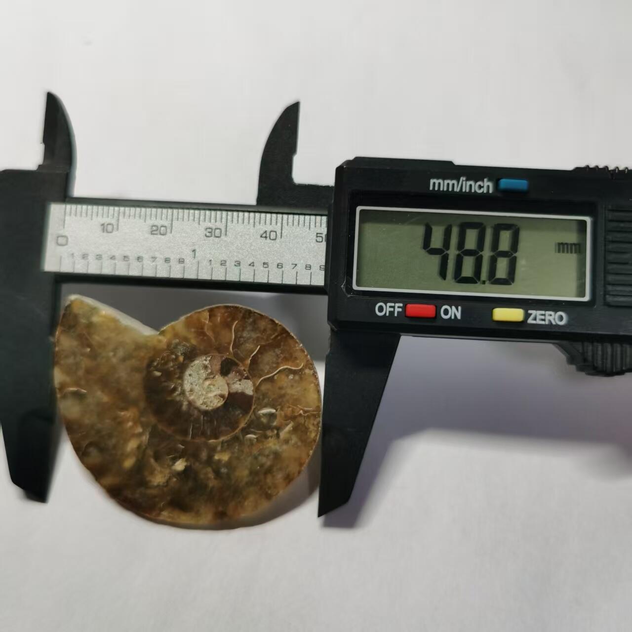 七河·世界世界币章杂件小拍（总第40期） 藏家出品 X764（4）马达加斯加中生代菊石化石切片一件 本件拍品由合作藏家邮寄