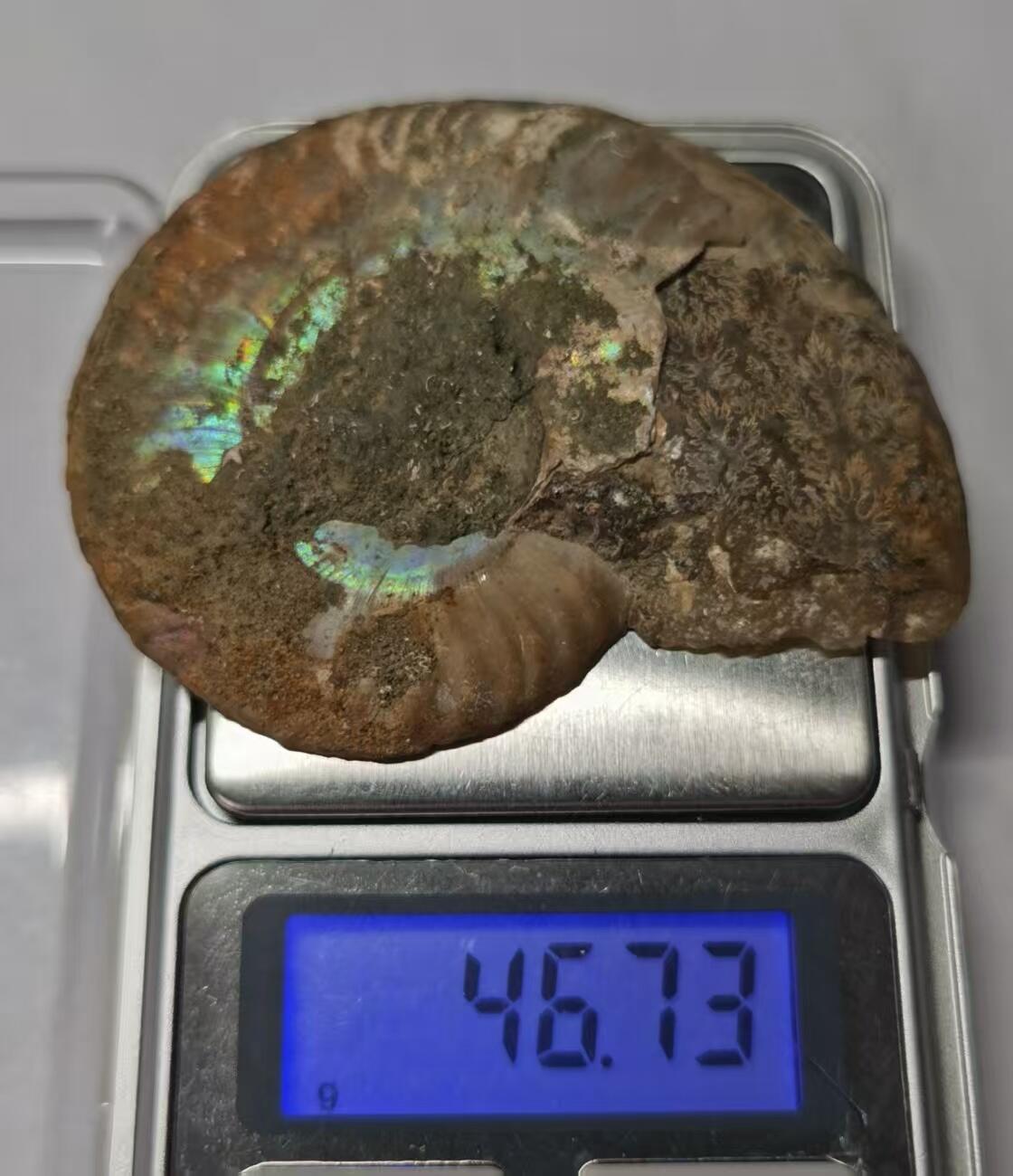 七河·世界世界币章杂件小拍（总第40期） 藏家出品 X768（4）比较大块头的 马达加斯加中生代菊石化石切片一件 本件拍品由合作藏家邮寄