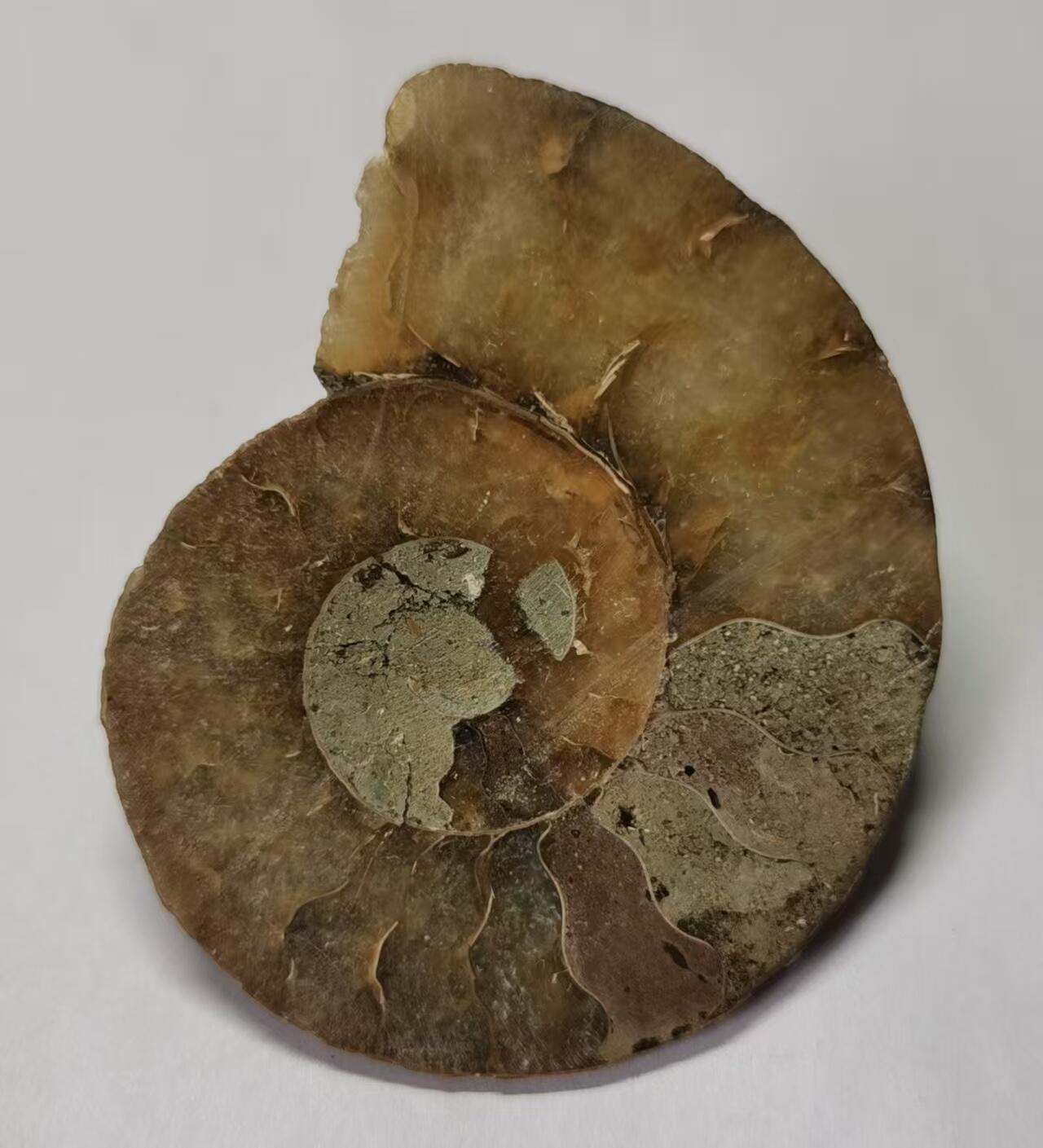 七河·世界世界币章杂件小拍（总第40期） 藏家出品 X768（4）比较大块头的 马达加斯加中生代菊石化石切片一件 本件拍品由合作藏家邮寄