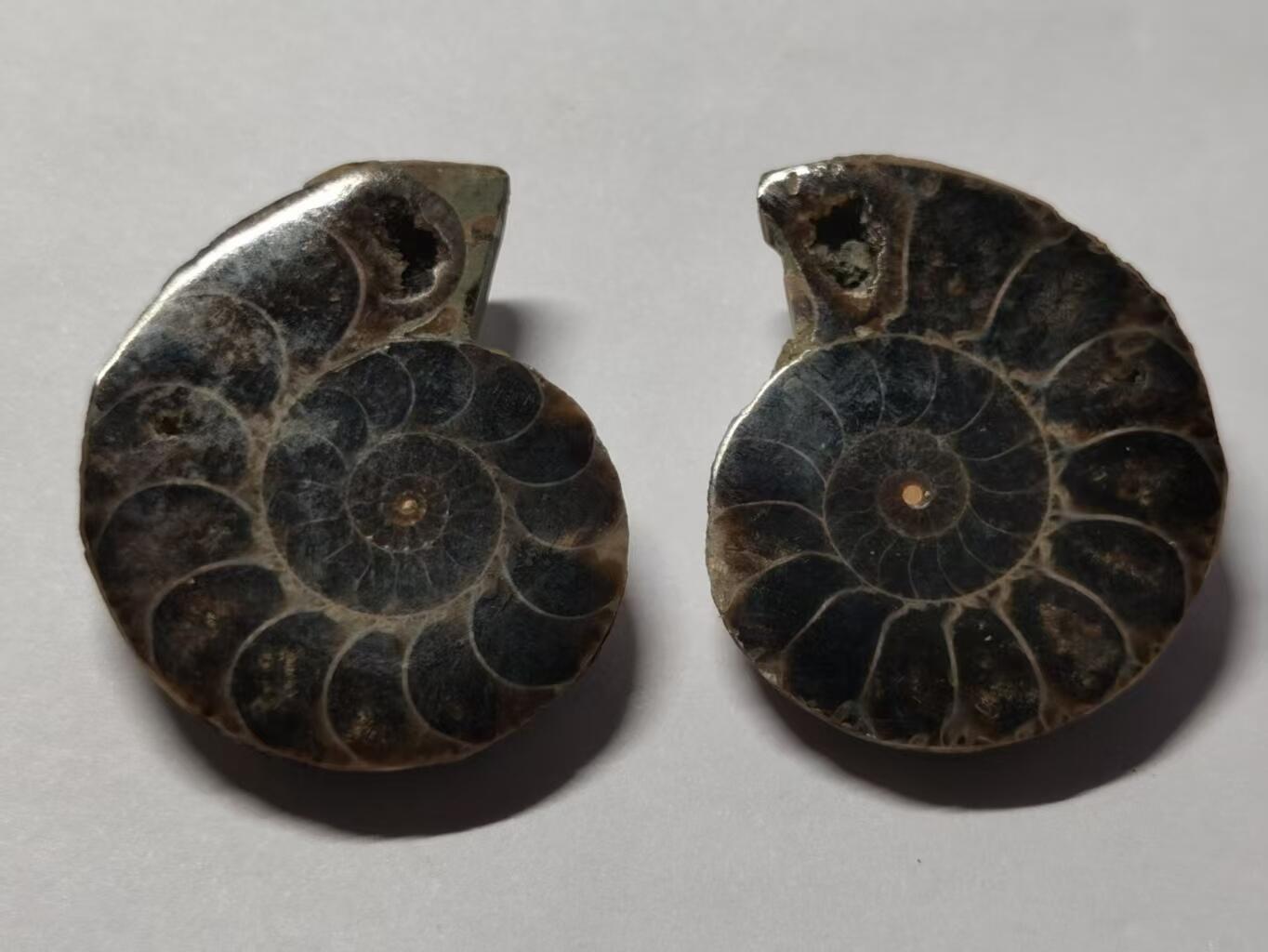 七河·世界世界币章杂件小拍（总第40期） 藏家出品X775（12）马达加斯加中生代菊石化石对开品 本件拍品由合作藏家负责邮寄