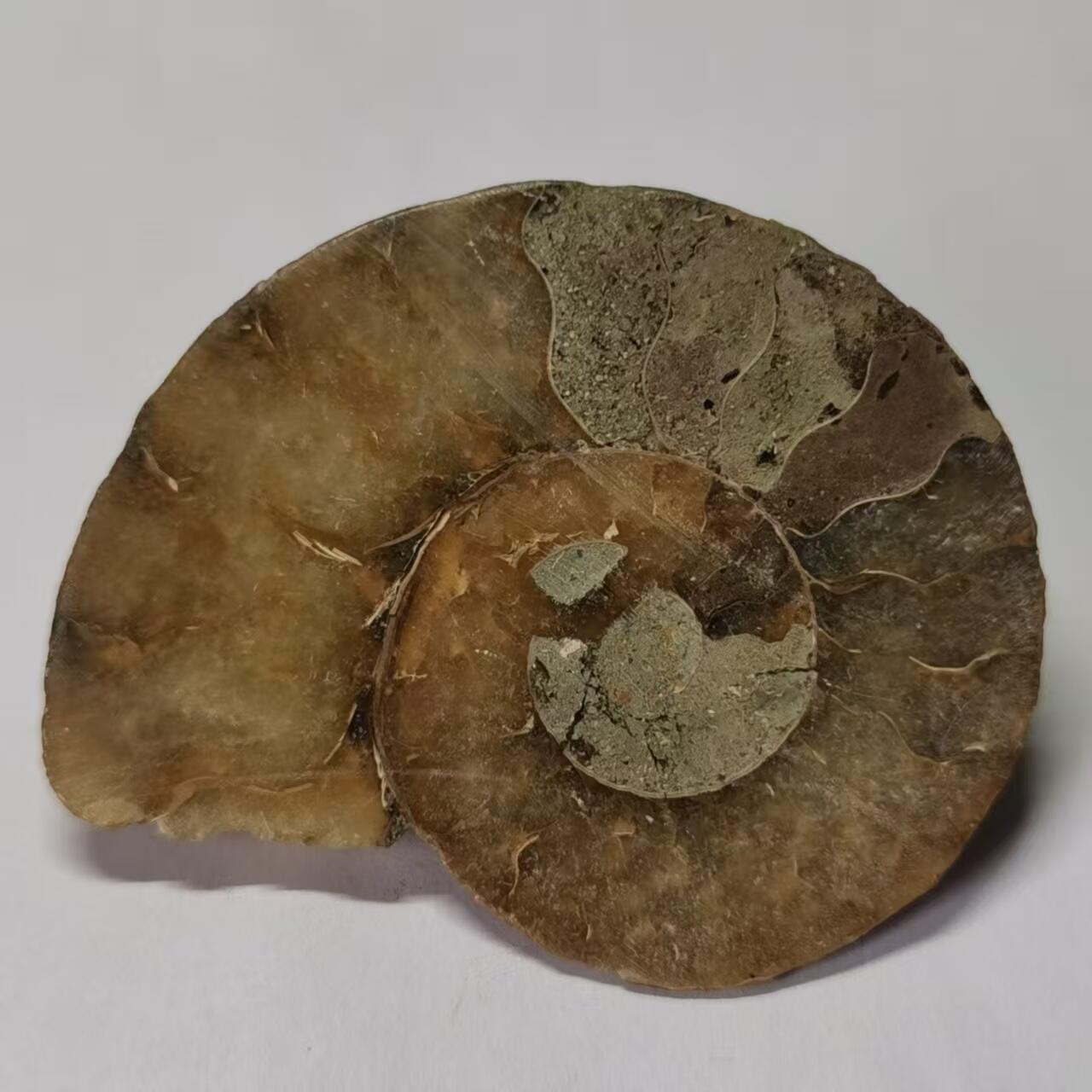 七河·世界世界币章杂件小拍（总第40期） 藏家出品 X768（4）比较大块头的 马达加斯加中生代菊石化石切片一件 本件拍品由合作藏家邮寄