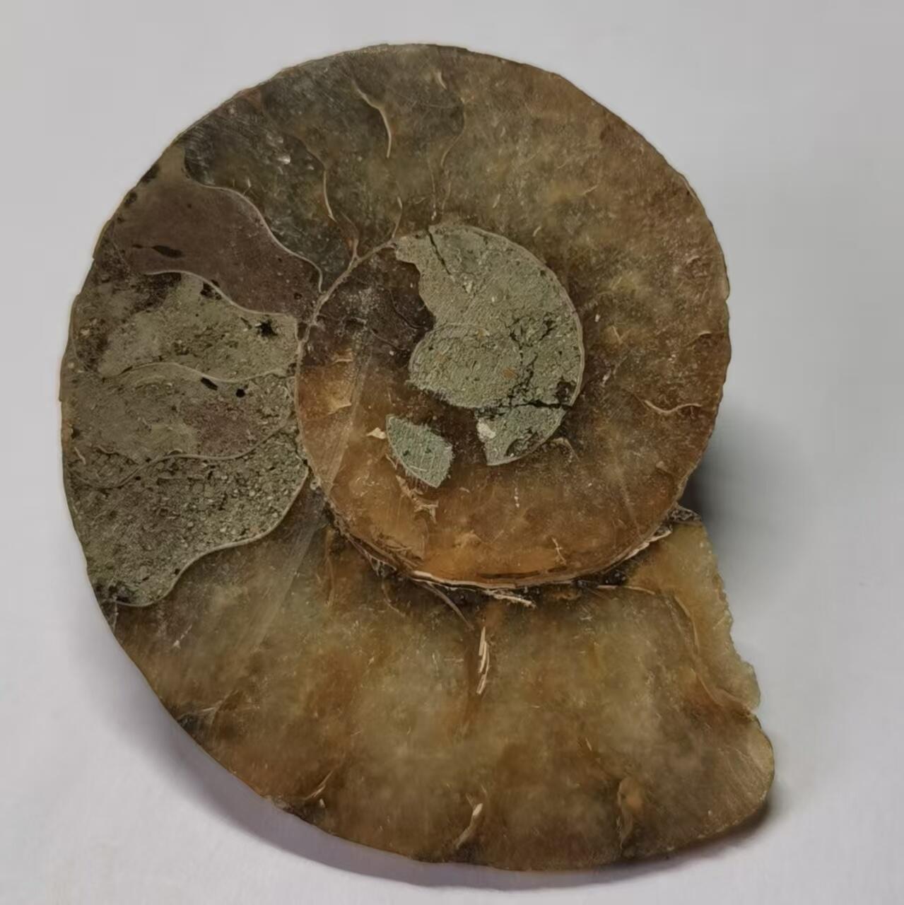 七河·世界世界币章杂件小拍（总第40期） 藏家出品 X768（4）比较大块头的 马达加斯加中生代菊石化石切片一件 本件拍品由合作藏家邮寄