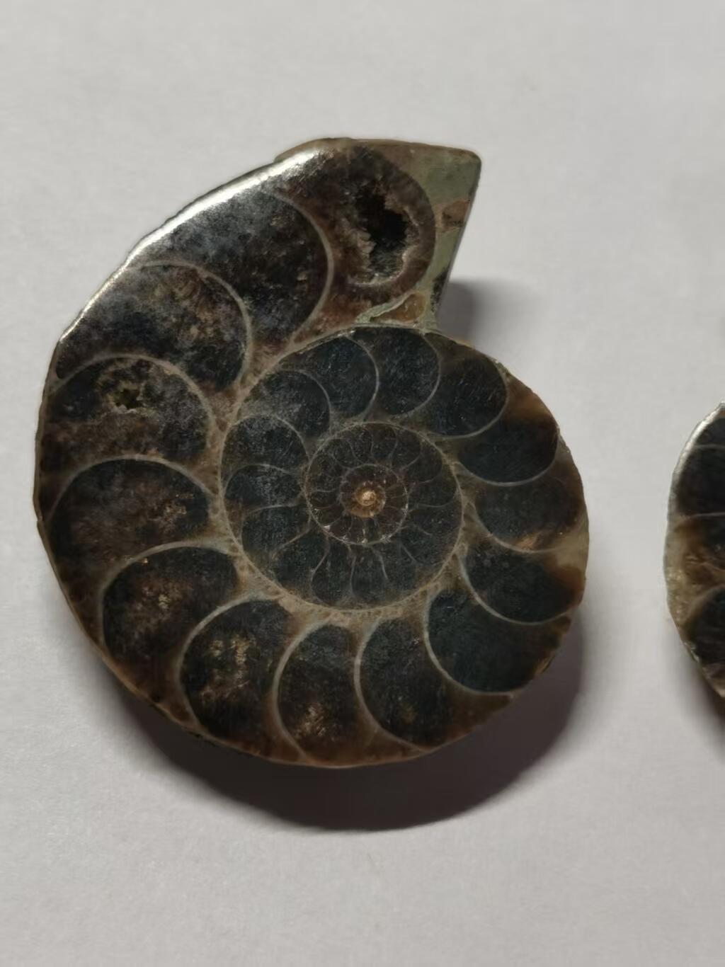 七河·世界世界币章杂件小拍（总第40期） 藏家出品X775（12）马达加斯加中生代菊石化石对开品 本件拍品由合作藏家负责邮寄