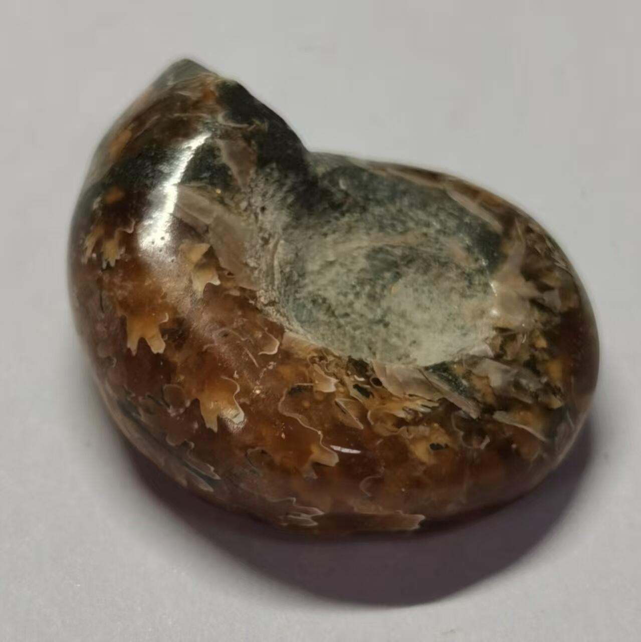 七河·世界世界币章杂件小拍（总第40期） 藏家出品X762（3）马达加斯加中生代菊石化石 本件拍品由合作藏家邮寄