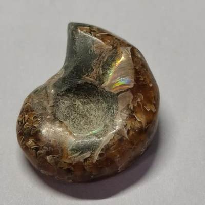 七河·世界世界币章杂件小拍（总第40期） - 藏家出品X762（3）马达加斯加中生代菊石化石 本件拍品由合作藏家邮寄