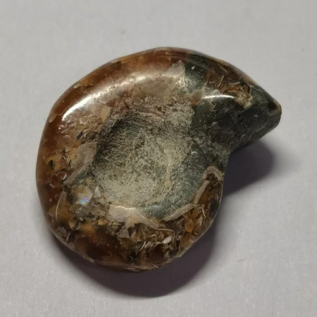 七河·世界世界币章杂件小拍（总第40期） 藏家出品X762（3）马达加斯加中生代菊石化石 本件拍品由合作藏家邮寄