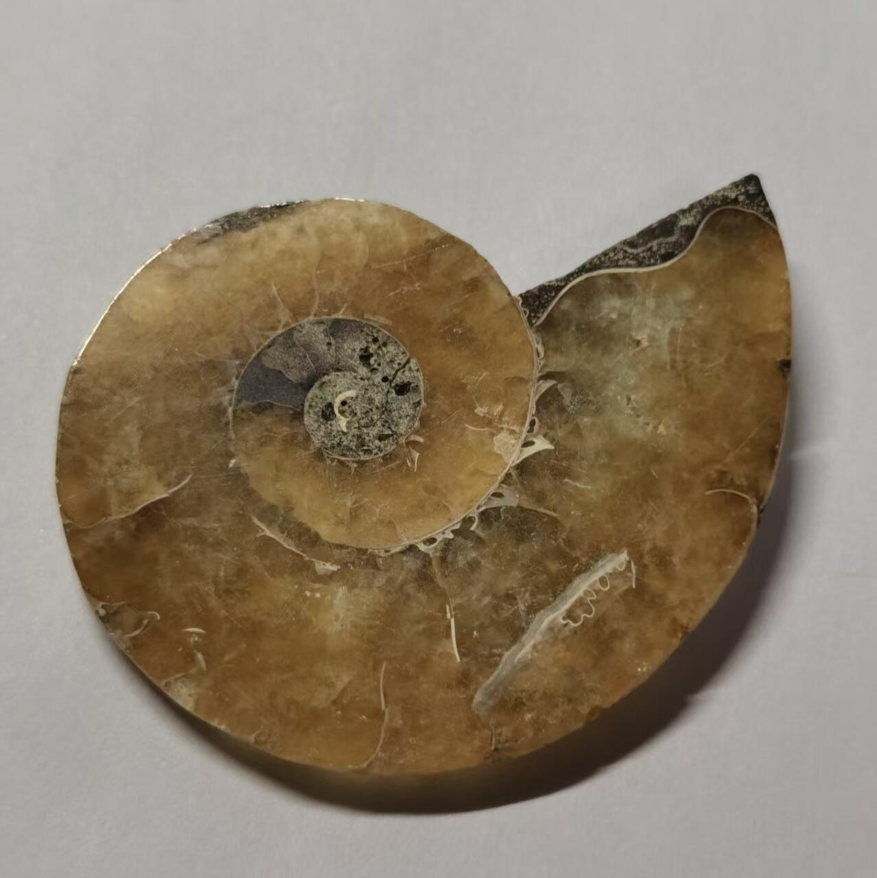 七河·世界世界币章杂件小拍（总第40期） 藏家出品 X765（4）马达加斯加中生代菊石化石切片一件 本件拍品由合作藏家邮寄