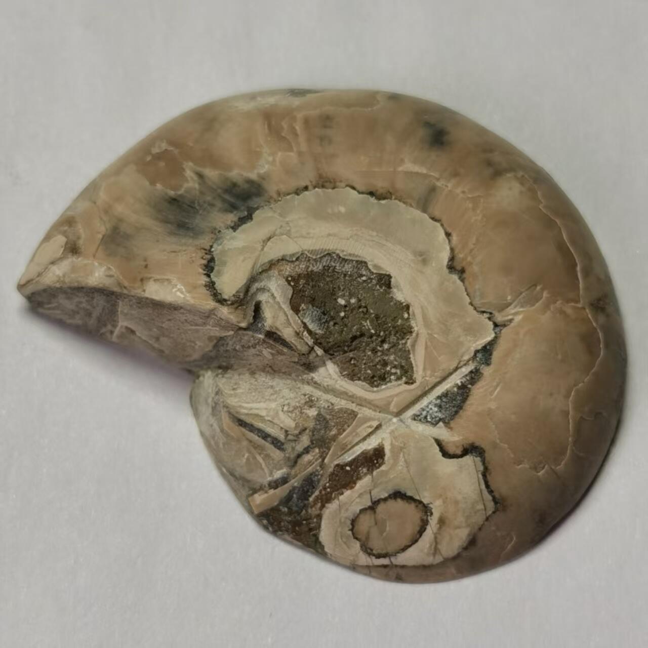 七河·世界世界币章杂件小拍（总第40期） 藏家出品 X767（4）马达加斯加中生代菊石化石切片一件 本件拍品由合作藏家邮寄