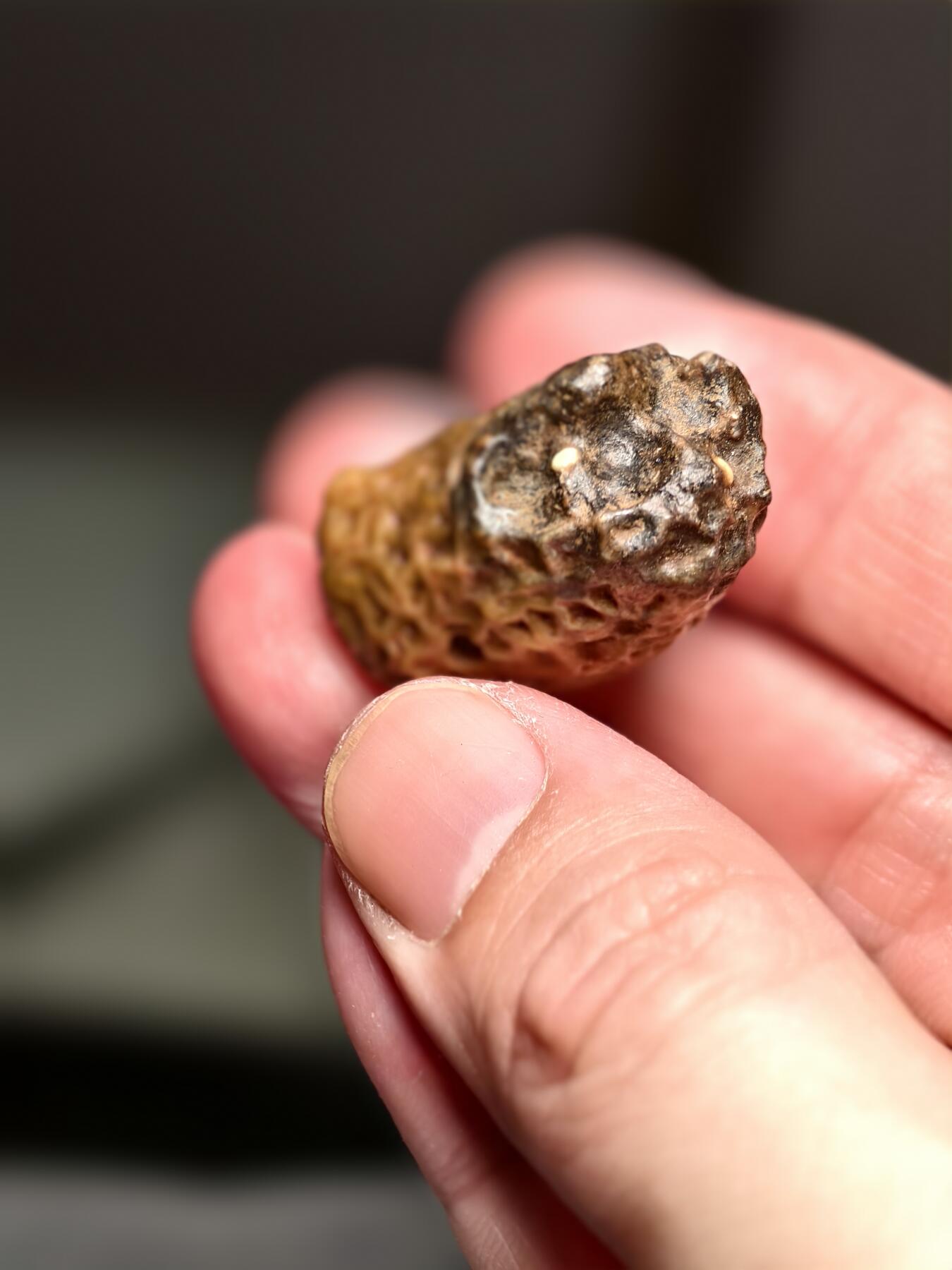 抚柳草堂-第十四期章牌钱币  奖章勋章限时免佣 满百包邮 放漏专场 筋脉石玛瑙 经脉石一块 经脉清晰独特