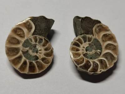 七河·世界世界币章杂件小拍（总第40期） - 藏家出品X780（7）马达加斯加中生代菊石化石对开品 本件拍品由合作藏家负责邮寄