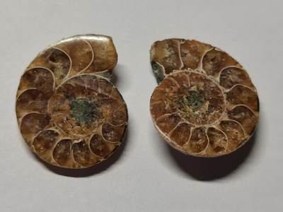 七河·世界世界币章杂件小拍（总第40期） - 藏家出品X785（9）马达加斯加中生代菊石化石对开品 本件拍品由合作藏家负责邮寄